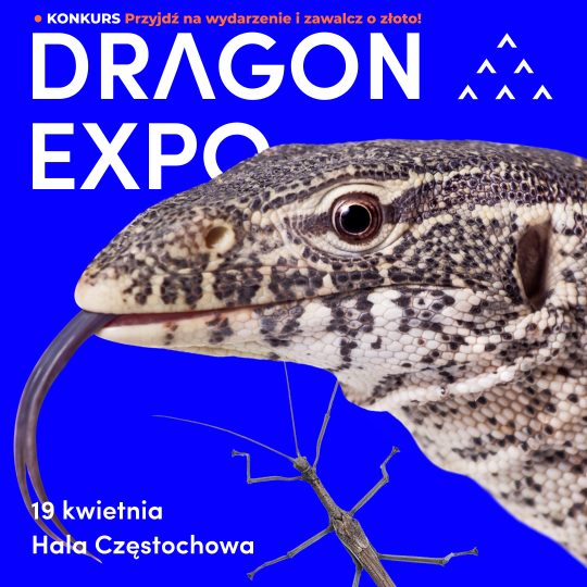 19 kwietnia 2026 / Częstochowa / Bilet Normalny