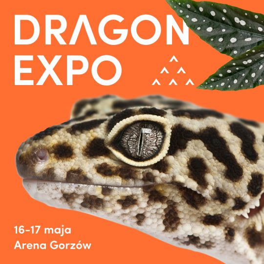 16-17 maja 2026 / Gorzów Wielkopolski / Bilet Normalny