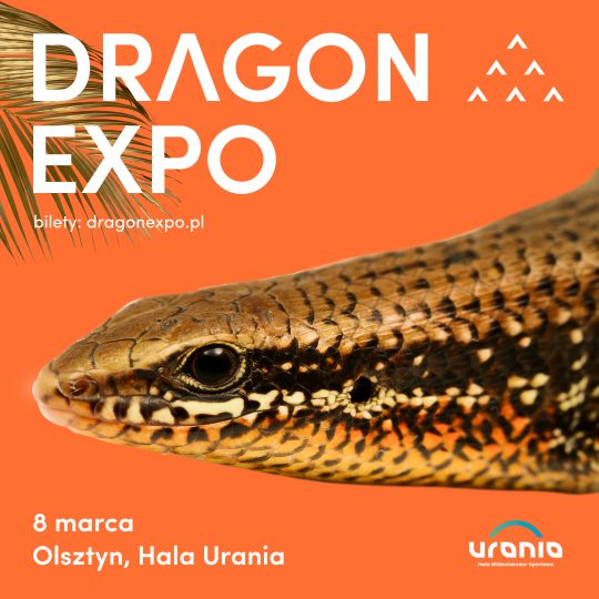 8 III 2026 / Olsztyn / Bilet Normalny