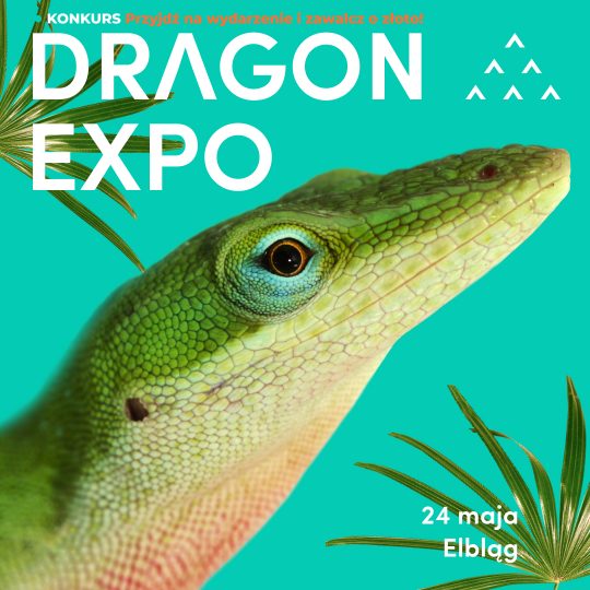 24 maja 2026 / Elbląg / Bilet Normalny