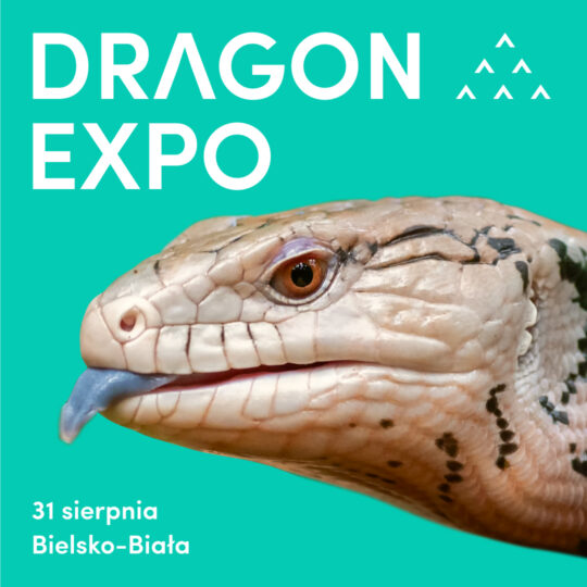 31 sierpnia 2025 Bielsko-Biała / Bilet Normalny