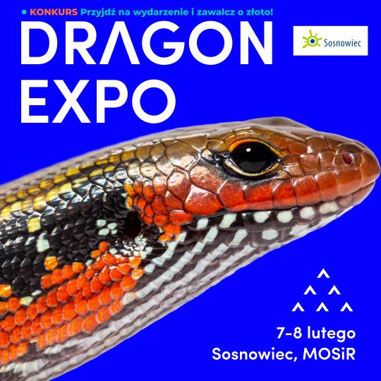 Sosnowiec / Bilet Normalny / 7-8 lutego 2026